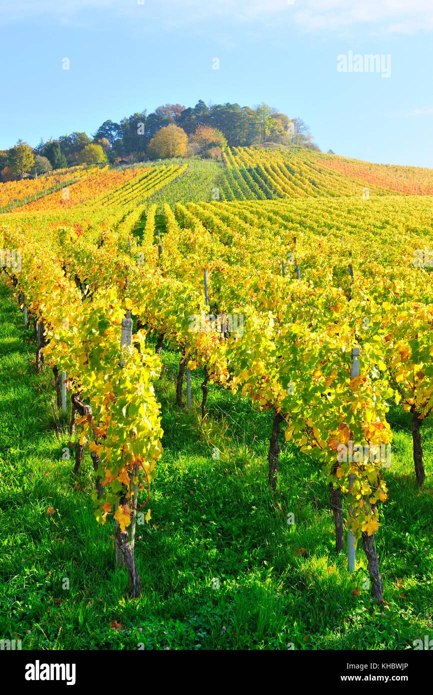 Vigneti in autunno, vicino a Korb, quartiere di Rens-Murr, Baden-Württemberg, Germania Foto Stock