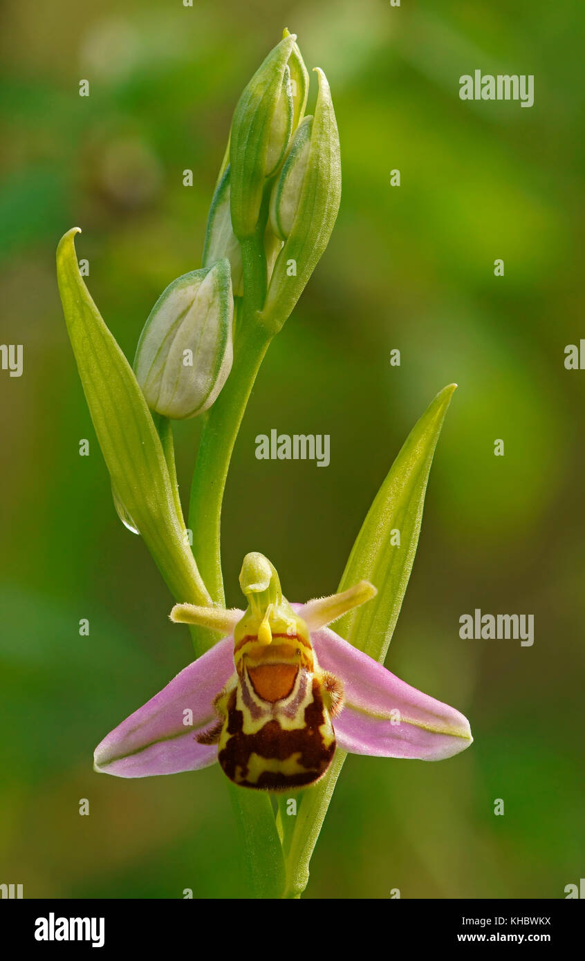 Bee orchid (ophrys apifera), Hesse, Germania Foto Stock
