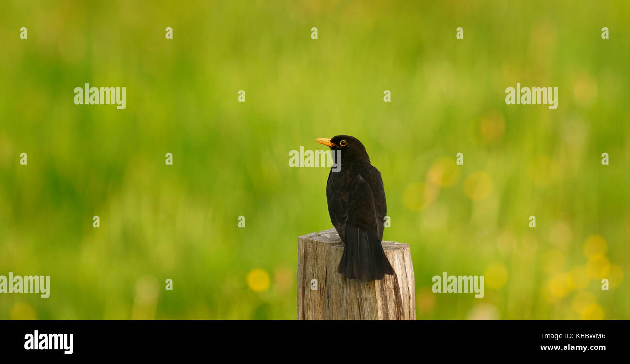 Merlo (turdus merula) sul post, maschi, feldberger visto, Meclemburgo-Pomerania occidentale, Germania Foto Stock