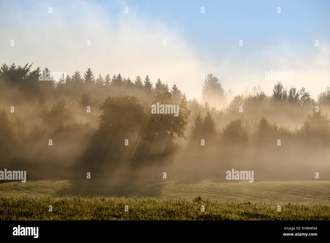 Raggi di sole brillare attraverso la foresta nella nebbia di mattina, a Reichersbeuern, Tölzer Land, Alta Baviera, Baviera, Germania Foto Stock