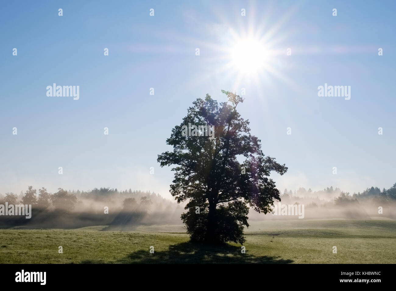 Albero in luce posteriore, il sole splende attraverso la nebbia di mattina, a Reichersbeuern, Tölzer Land, Alta Baviera, Baviera, Germania Foto Stock