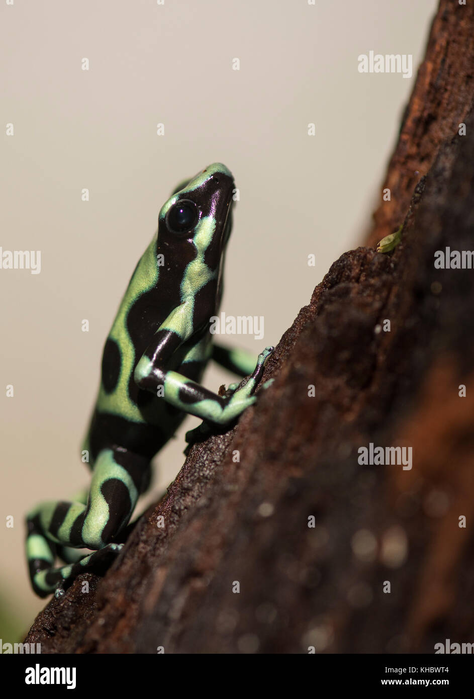 Verde e nero poison dart (rana dendrobates auratus), captive Foto Stock