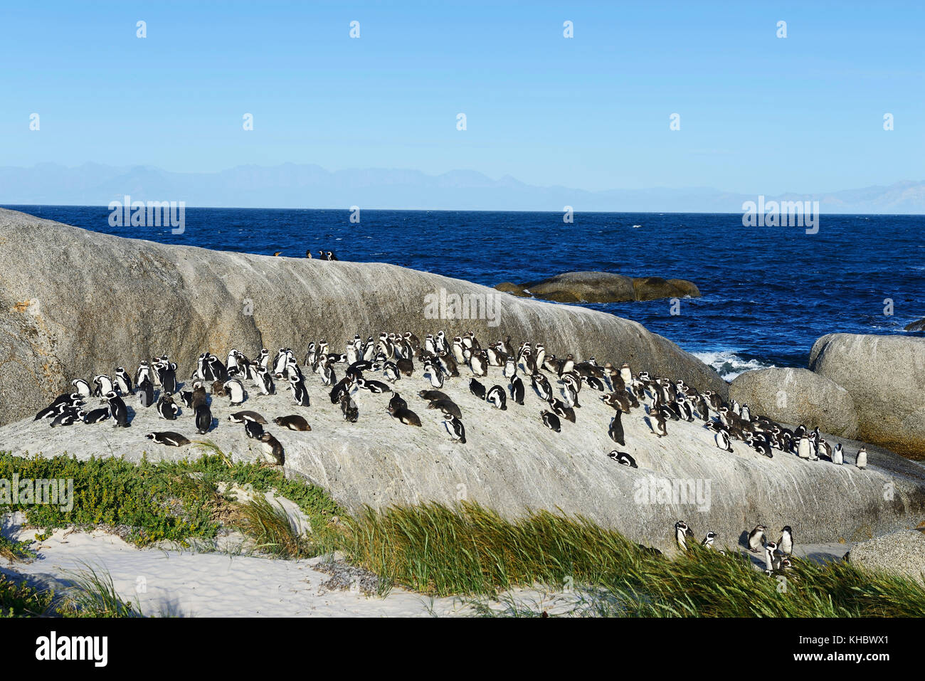 Pinguini africani (Speniscus demersus), colonia su rocce, vicino a Boulders Beach, Simon's Town, Western Cape, Sudafrica Foto Stock
