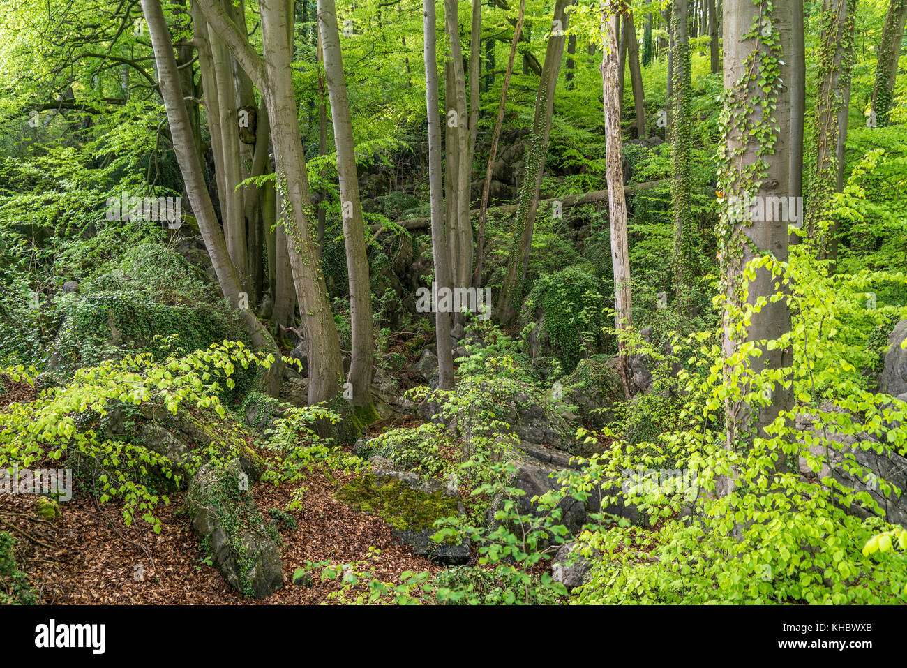 Felsenmeer, sauerlandpark, CON SEDE IN HEMER, sauerland, RENANIA DEL NORD-VESTFALIA, Germania Foto Stock