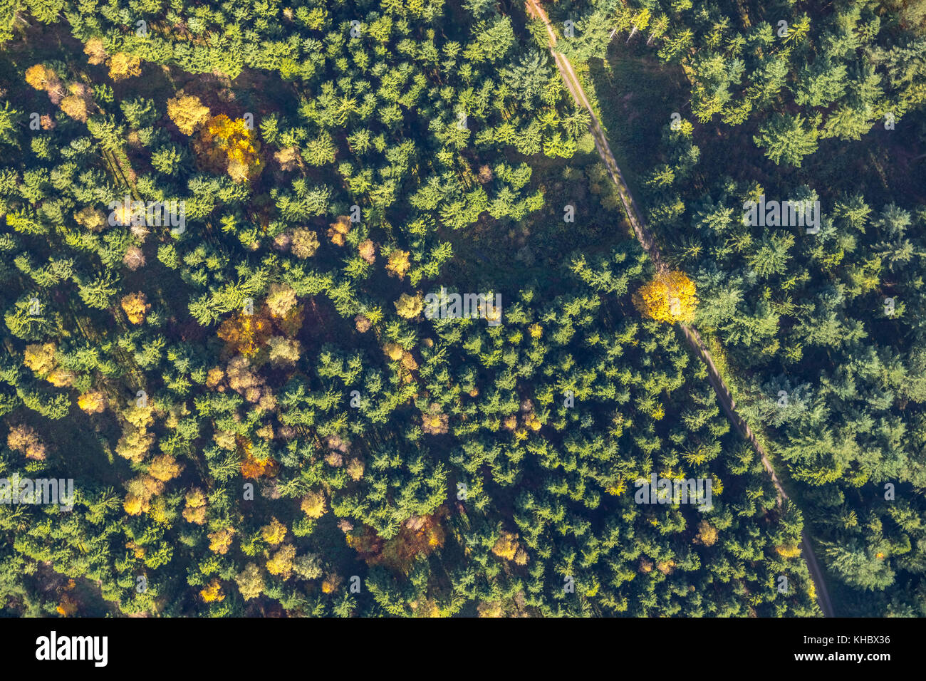 Bosco misto con foglie di autunno, abeti e faggi, meschede, autunno umore, sauerland, RENANIA DEL NORD-VESTFALIA, Germania Foto Stock