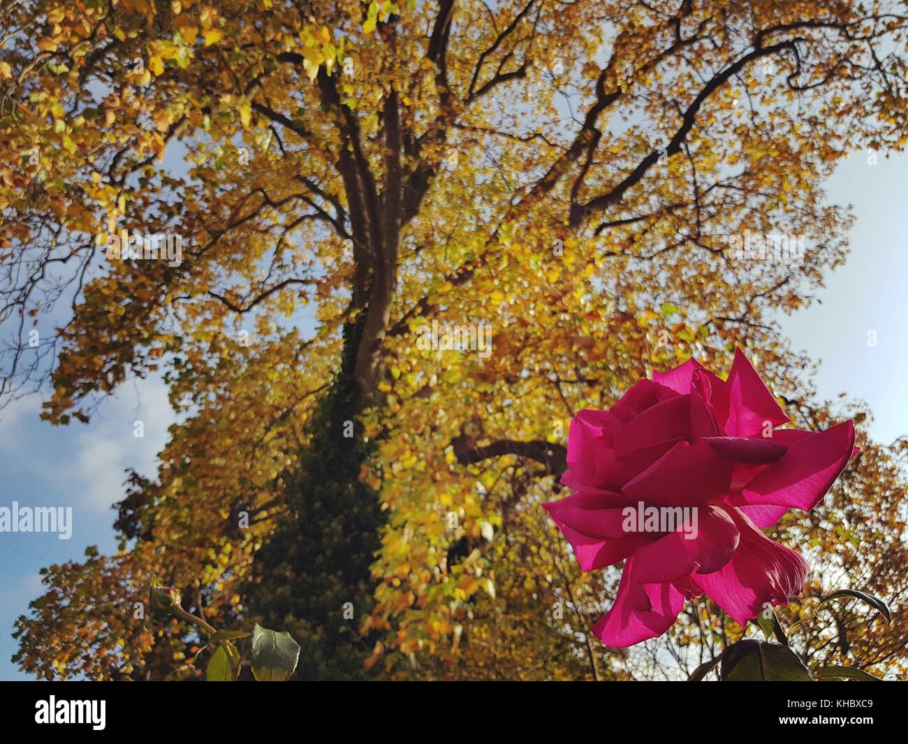 Ottobre Rosa Foto Stock