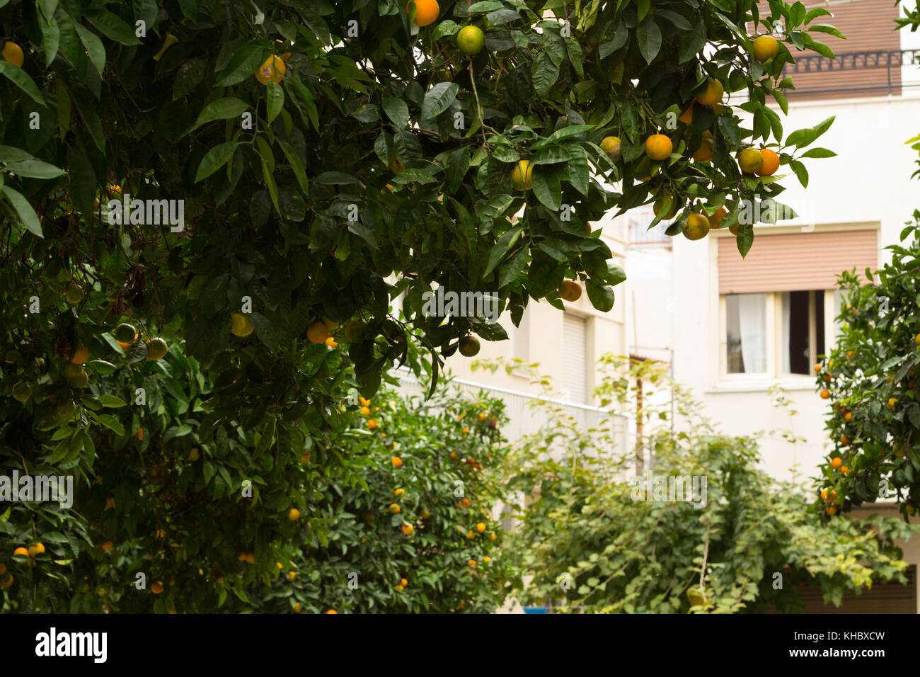 Un albero di mandarino con frutta pronto per essere mangiato, in una delle vie centrali di Atene, Grecia Foto Stock