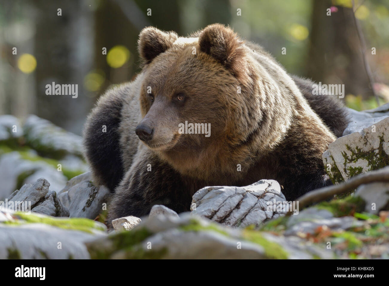 Unione di orso bruno eurasiatico o l'orso bruno (Ursus arctos arctos), recare nella foresta del carso, notranjska, slovenia Foto Stock