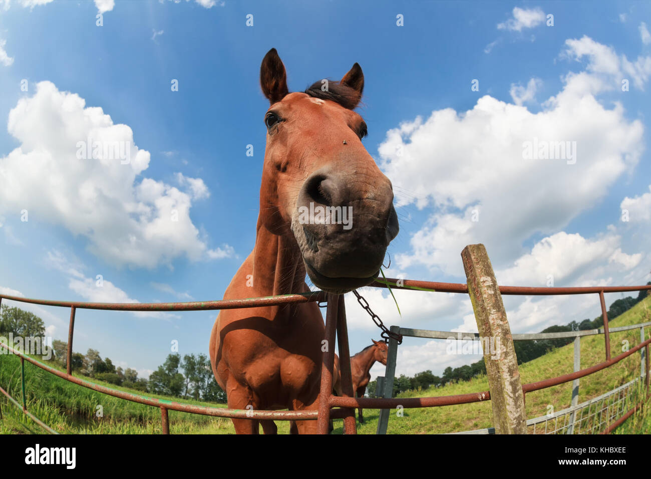 Marrone muso di cavallo stretta fino all'aperto Foto Stock