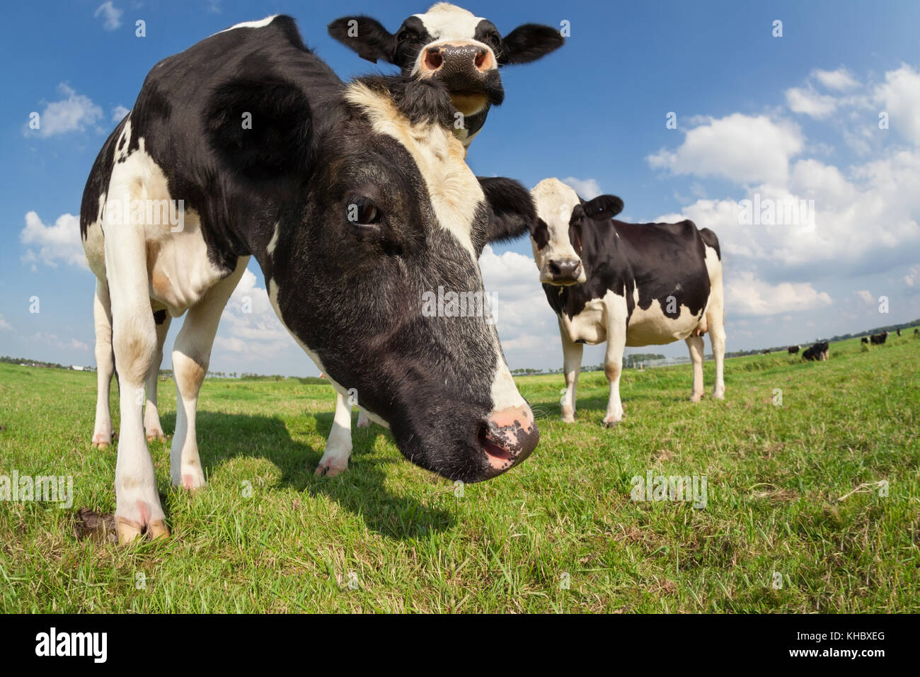 Vacche su pascolo verde oltre il cielo blu Foto Stock