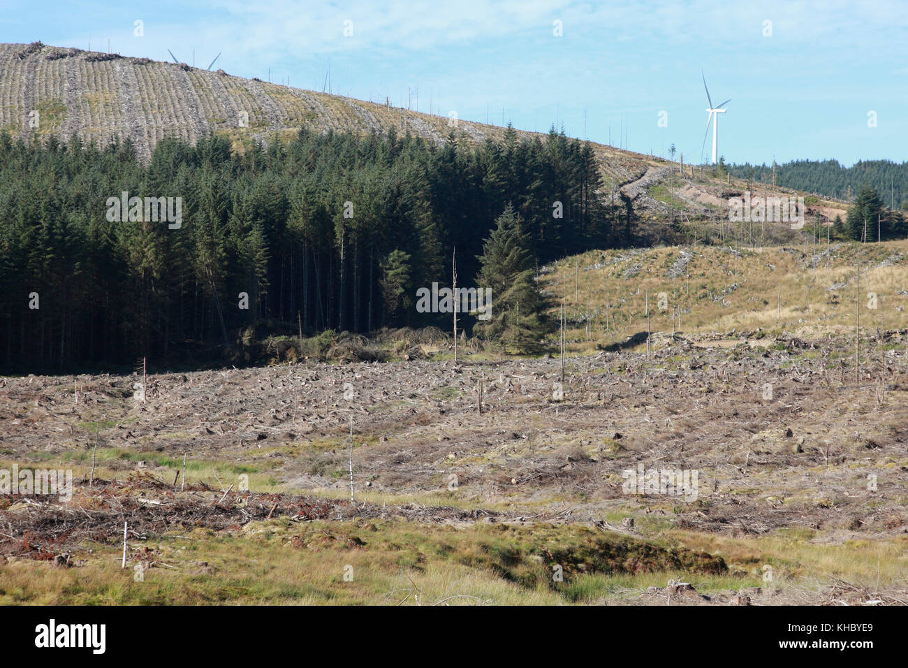 Abbattimento commerciale e la piantumazione di alberi in confini scozzesi con parte di una nuova centrale eolica Foto Stock