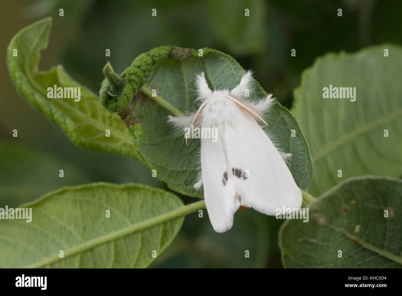 Schwan, Euproctis similis, Porthesia similis, Sfrageidus similis, coda gialla, coda dorata, coda dorata, Moth cwan, le cUL doré, le cUL-doré, Trägspi Foto Stock