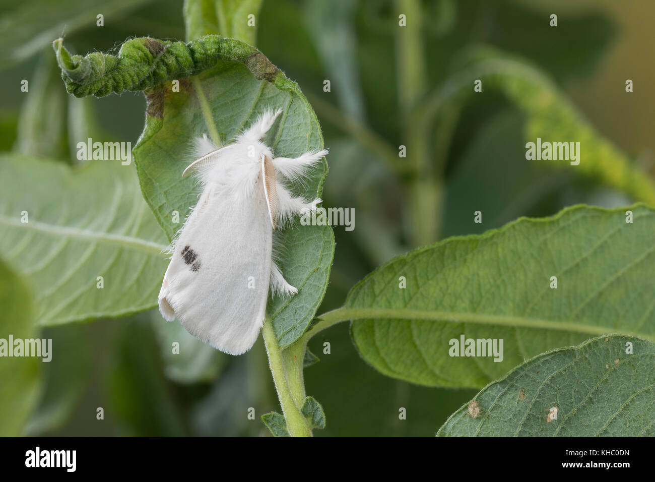 Schwan, Euproctis similis, Porthesia similis, Sfrageidus similis, coda gialla, coda dorata, coda dorata, Moth cwan, le cUL doré, le cUL-doré, Trägspi Foto Stock