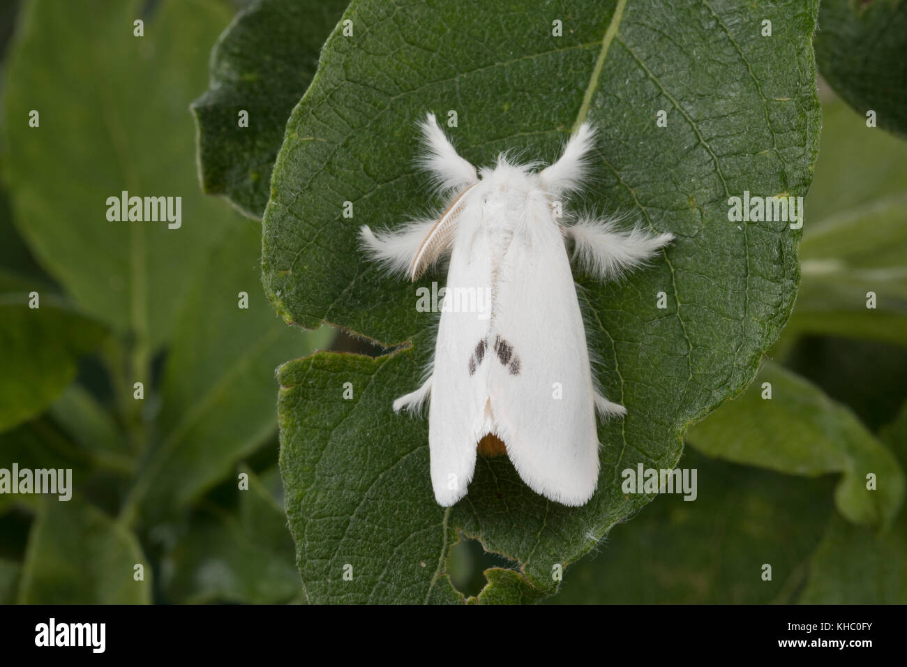 Schwan, Euproctis similis, Porthesia similis, Sfrageidus similis, coda gialla, coda dorata, coda dorata, Moth cwan, le cUL doré, le cUL-doré, Trägspi Foto Stock