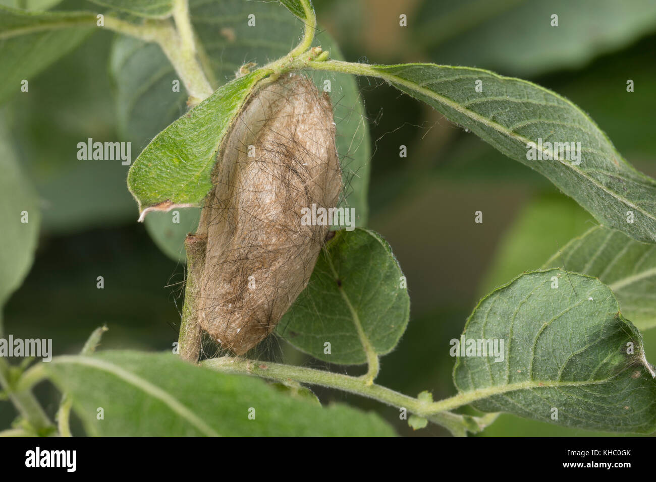 Schwan, Puppe, Puppenkokon, Kokon, Euproctis similis, Porthesia similis, Sfrageidus similis, coda gialla, coda d'oro, coda d'oro, Moth di Goldtail, Moth di Swan, pupa, Foto Stock
