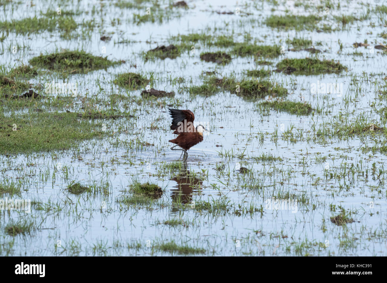 African Jacana (Actophilornis africanus) flapping alare Foto Stock