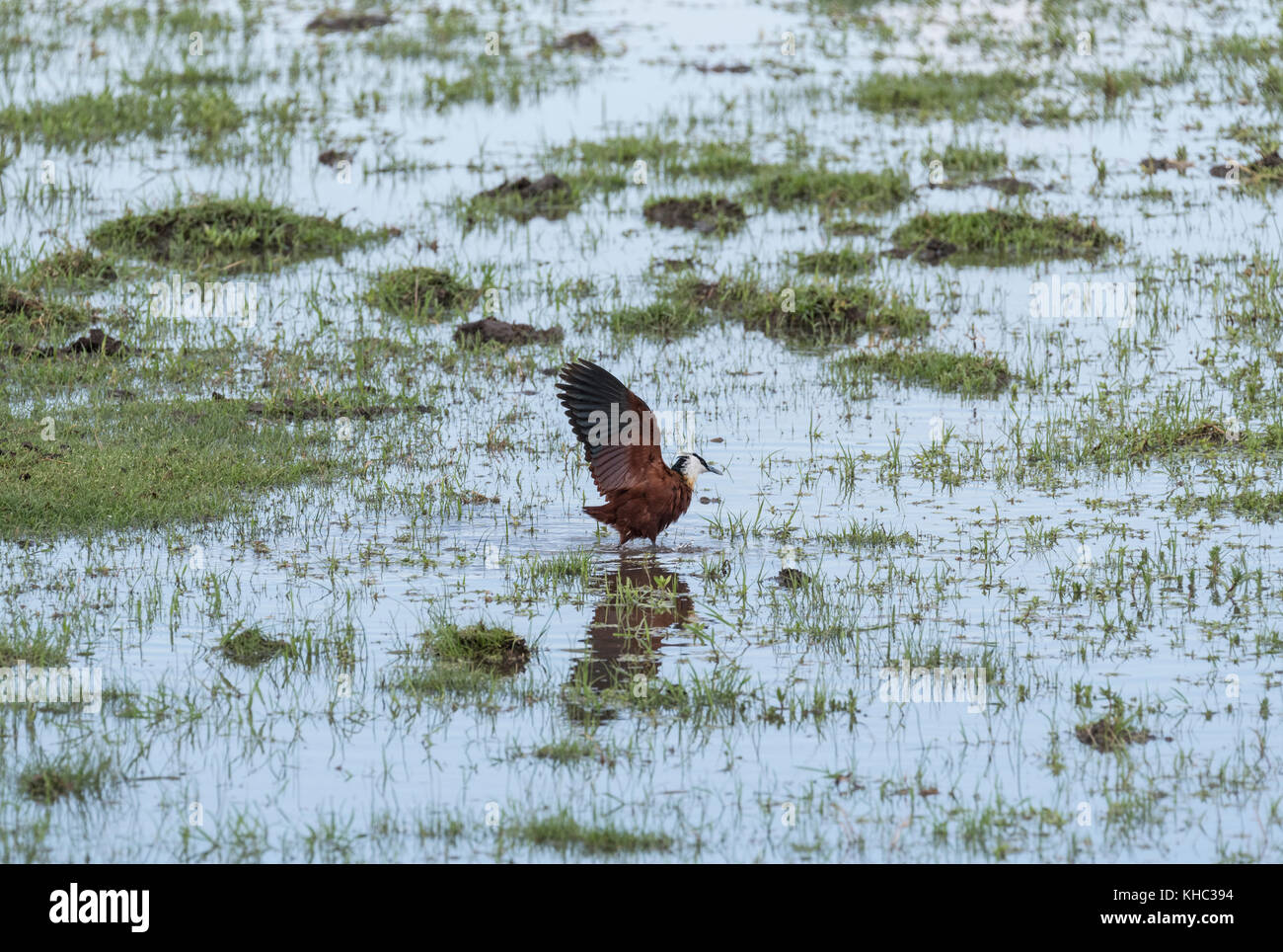 African Jacana (Actophilornis africanus) flapping alare Foto Stock