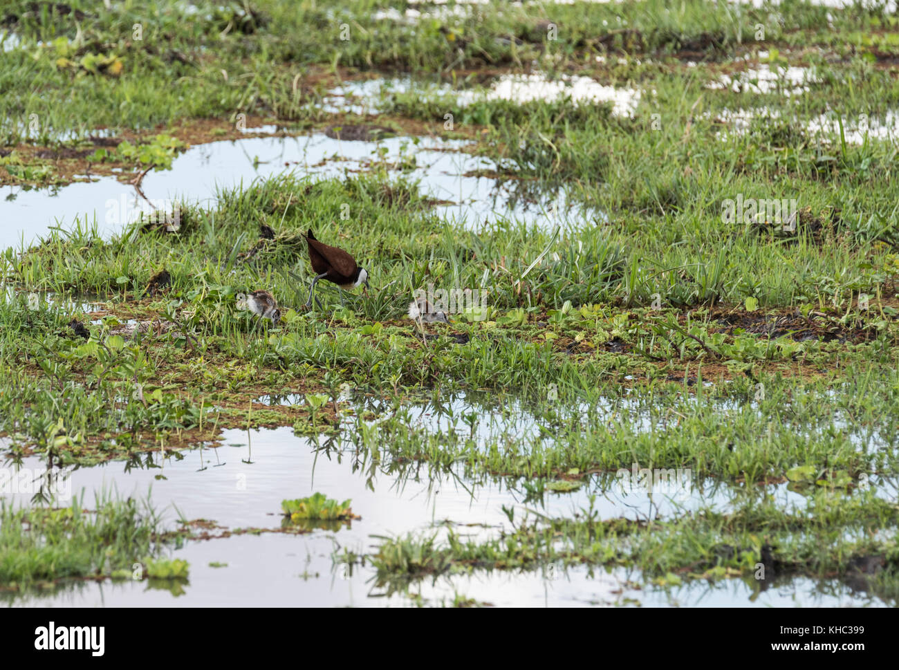 Jacana africana (Actophilornis africanus) con due piccoli pulcini Foto Stock
