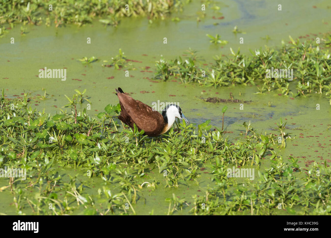Jacana Africana (Actophilornis africanus) foraggio Foto Stock