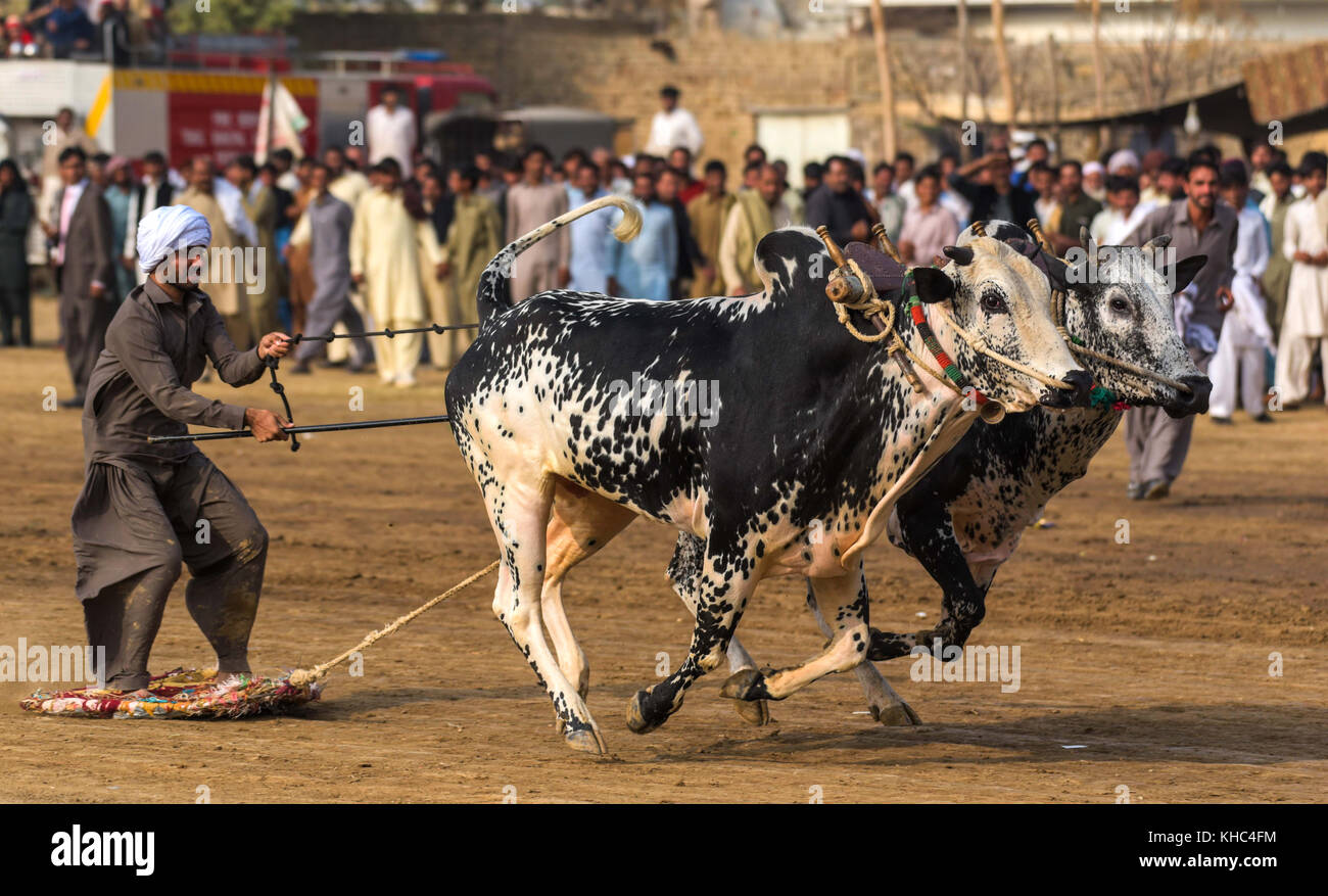 Pakistan rurale, l'emozione e il pageantry toro corsa. Uomini precariamente di bilanciamento su una slitta di legno di gara una coppia di tori. Foto Stock