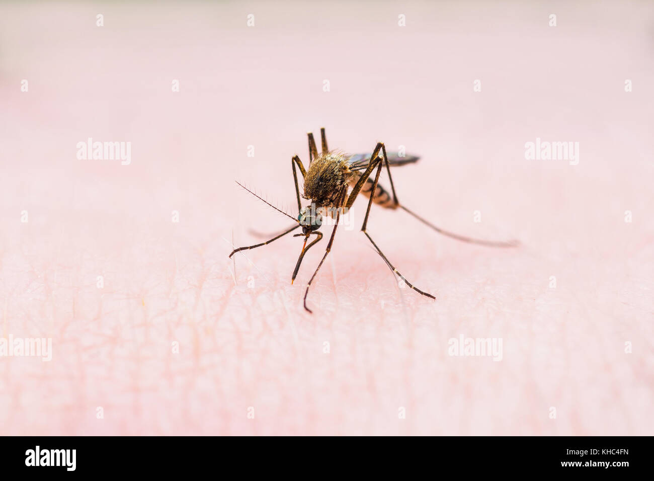 La febbre gialla, la malaria o virus zika zanzara infetta morso di insetto Foto Stock