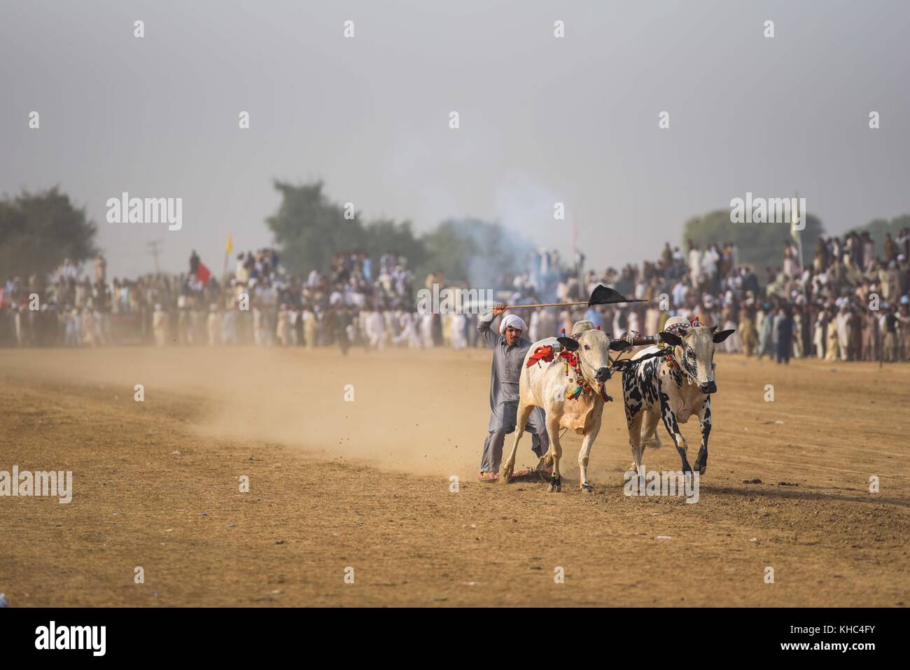 Pakistan rurale, l'emozione e il pageantry toro corsa. Uomini precariamente di bilanciamento su una slitta di legno di gara una coppia di tori. Foto Stock