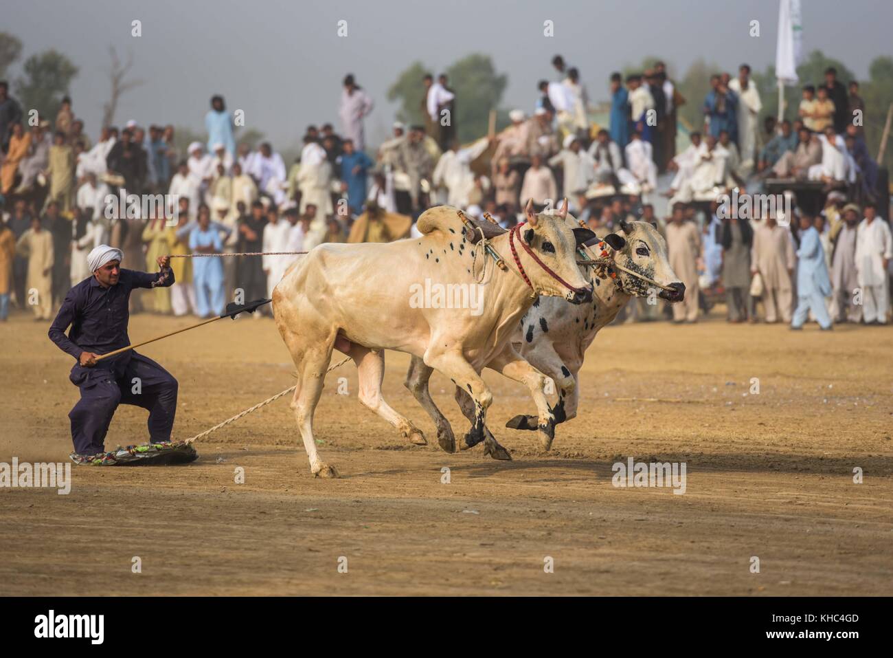 Pakistan rurale, l'emozione e il pageantry toro corsa. Uomini precariamente di bilanciamento su una slitta di legno di gara una coppia di tori. Foto Stock