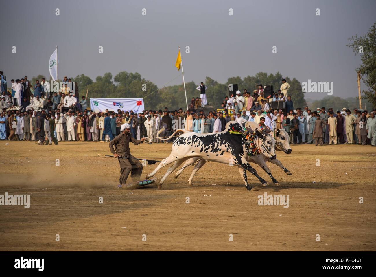 Pakistan rurale, l'emozione e il pageantry toro corsa. Uomini precariamente di bilanciamento su una slitta di legno di gara una coppia di tori. Foto Stock