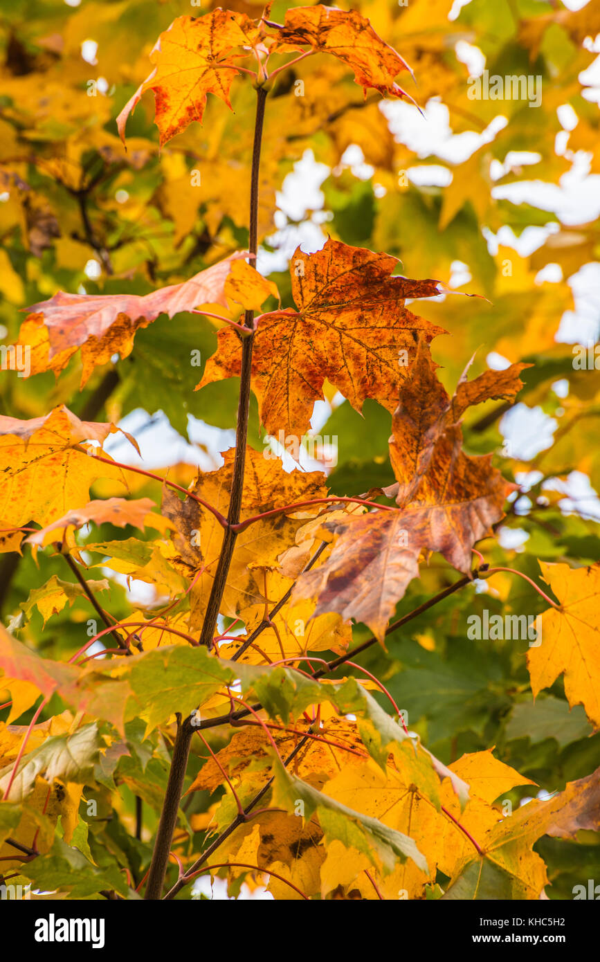 Autunno luminosi raggi di luce boswell Foto Stock