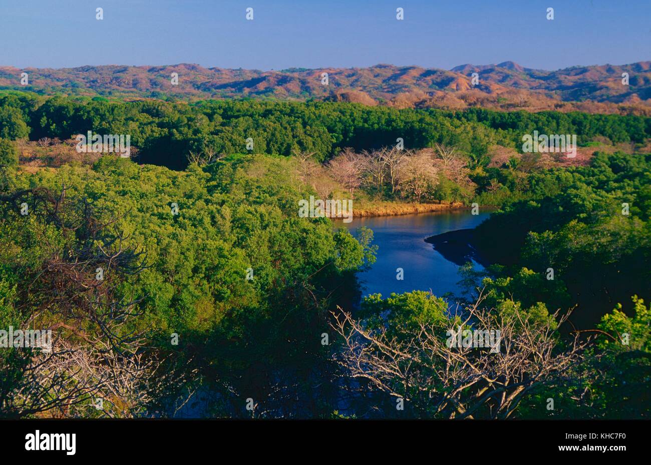 Foresta di mangrovie, palude, fiume, riserva naturale, colline, Lagarta Lodge, Nosara, Costa Rica *** didascalia locale **** Foresta di mangrovie, palude, fiume, natura Foto Stock