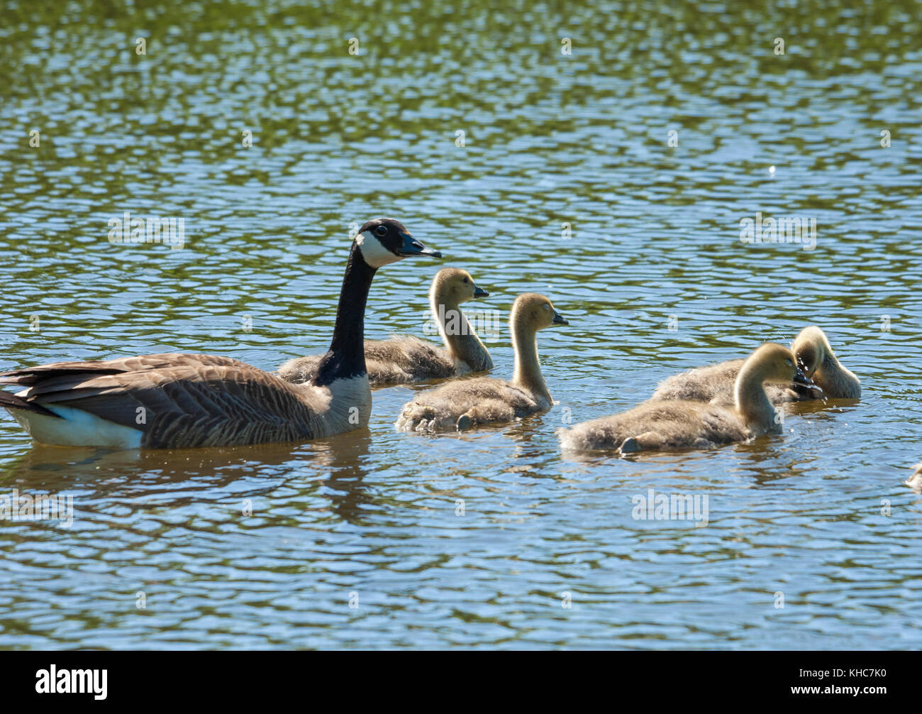 Famiglia di oche nuoto in stagno Foto Stock