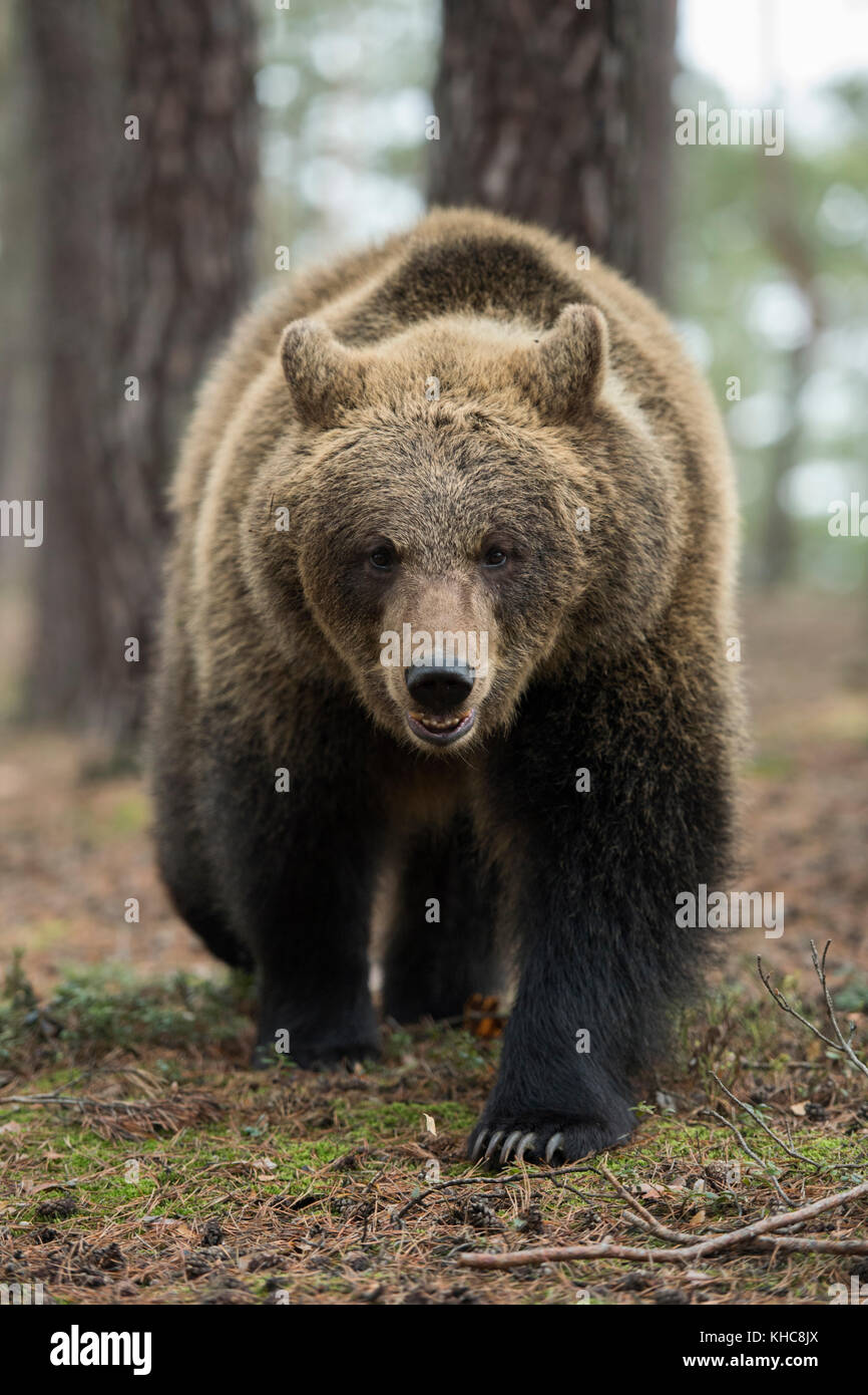 Orso bruno / Braunbaer ( Ursus arctos ), adolescente forte, a piedi attraverso una foresta, incontro impressionante, vicino, colpo frontale, Europa. Foto Stock