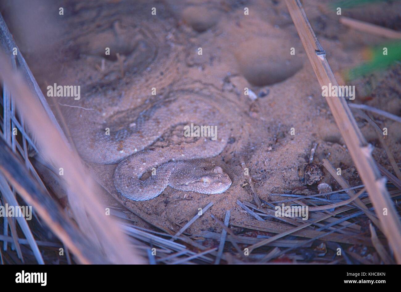 vipera cornea, Cerastes cerastes, viperidae, viper, serpente venoso, nascosto, in sabbia, serpente, rettile, animale, Oman *** didascalia locale **** vipera cornea, C Foto Stock