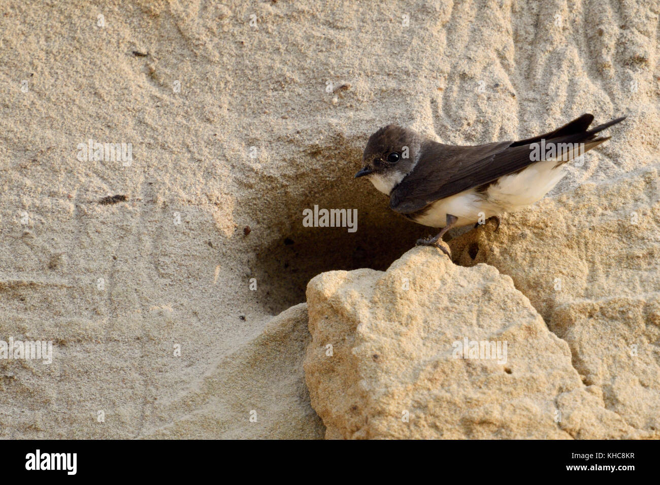 Sand Martin / Bank Swallow ( Riparia riparia) in piedi su una piccola sporgenza di fronte al suo buco nido in una scogliera di sabbia di una riva del fiume, Europa. Foto Stock