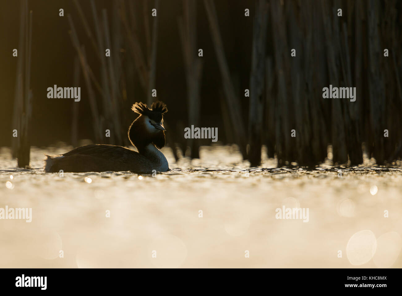 Grande grBE crestato ( Podiceps cristatato ) nuotare di fronte ai canne, la prima luce del mattino, situazione di retroilluminazione, bei riflessi, bordo di luce, Europa. Foto Stock