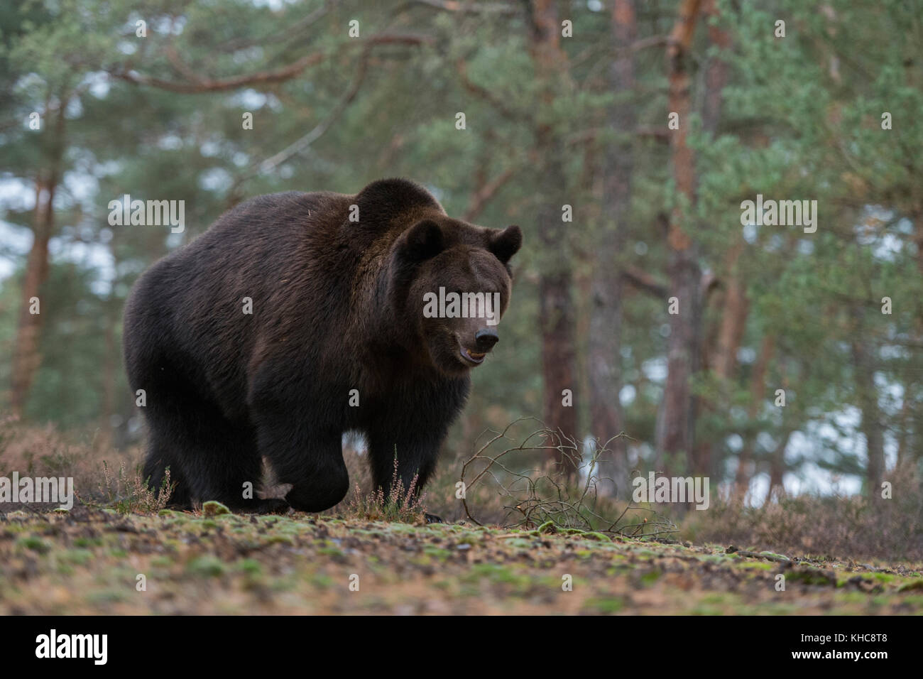 European Brown Bear / Braunbaer ( Ursus arctos ), forte e potente adulto, a piedi lungo il bordo di boschi boreali, attraversando una radura, Europa. Foto Stock