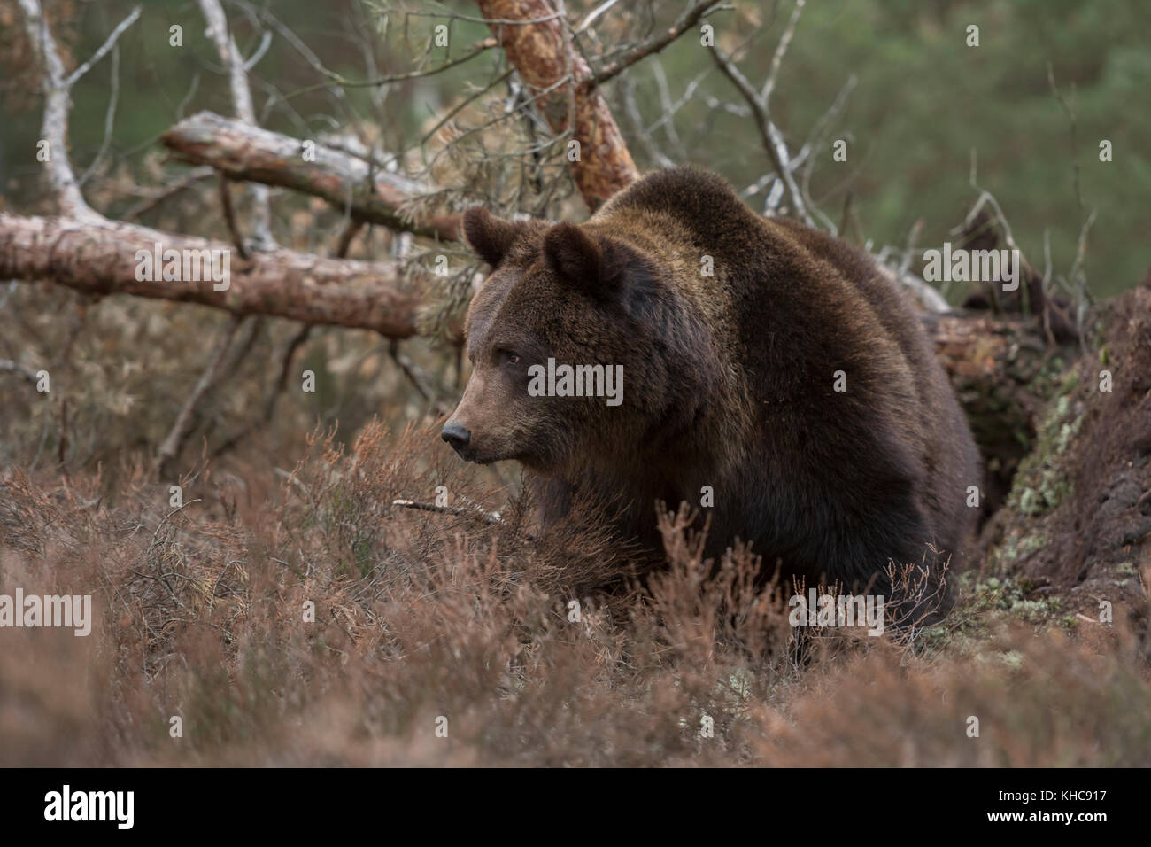 Orso bruno / Braunbaer ( Ursus arctos ), potente adulto, in piedi nella sottobosco di una foresta di fronte ad un albero fllen, sembra arrabbiato, Europa. Foto Stock