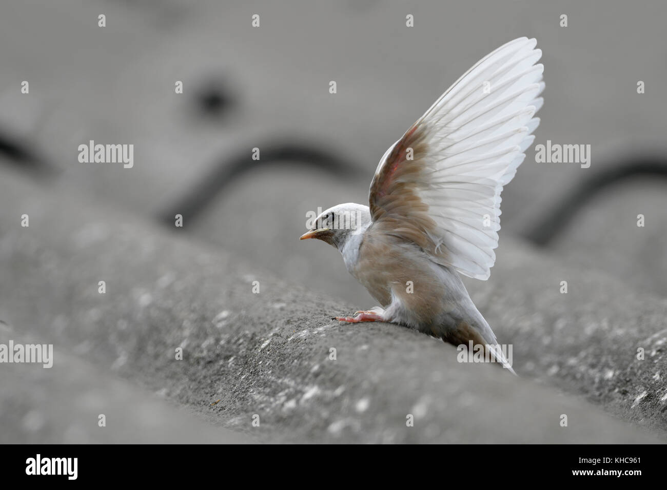 Fienile Swallow ( Hirundo rustica ), fledged, raro difetto genico, piumaggio bianco, leucismo, leuco, arroccato su un tetto, ali tendente, Europa. Foto Stock