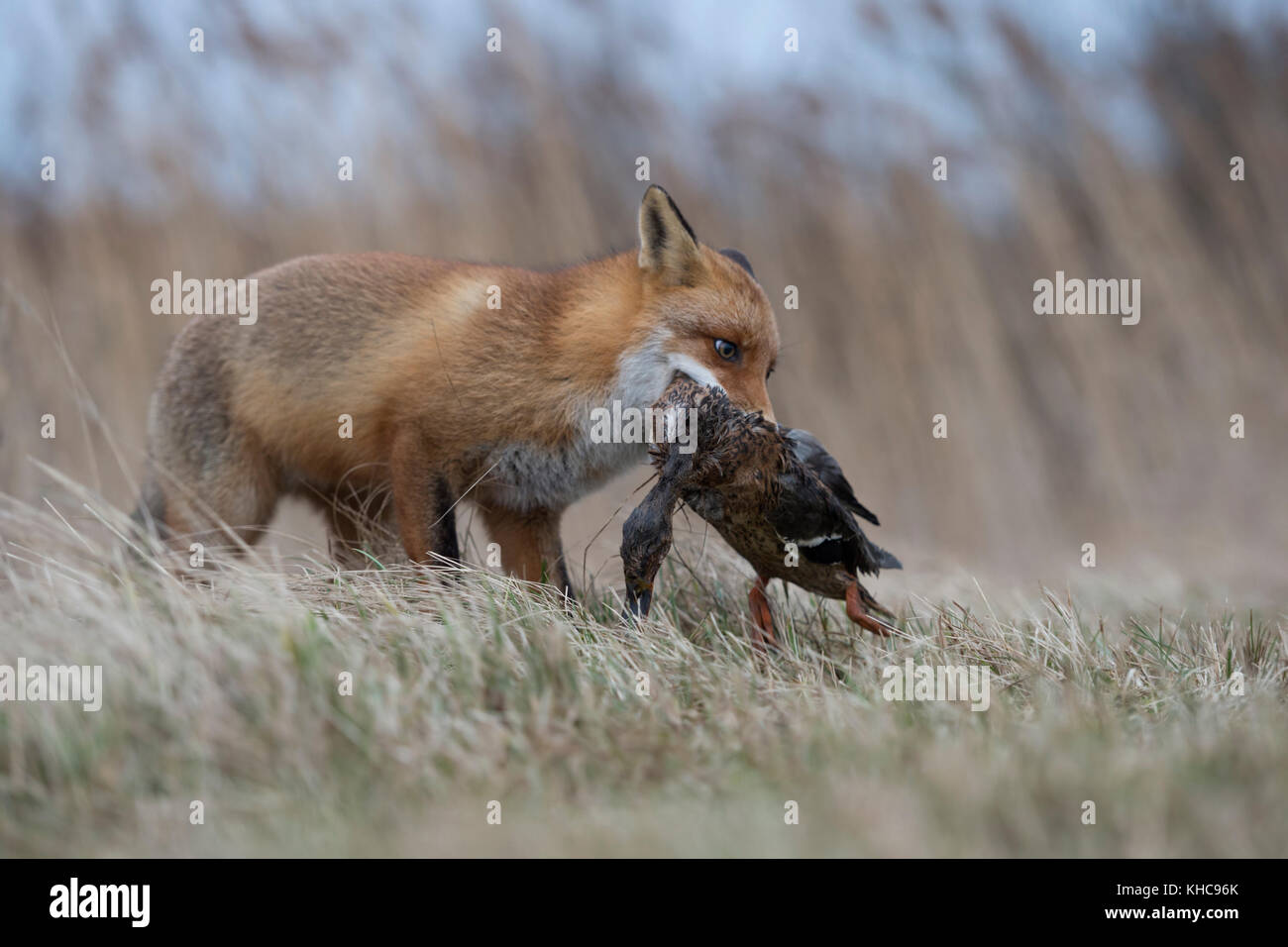 Red Fox / rotfuchs ( vulpes vulpes ) caccia, con la preda nel suo muso, afferrato, portante un anatra con / in le sue ganasce, la fauna selvatica, l'Europa. Foto Stock