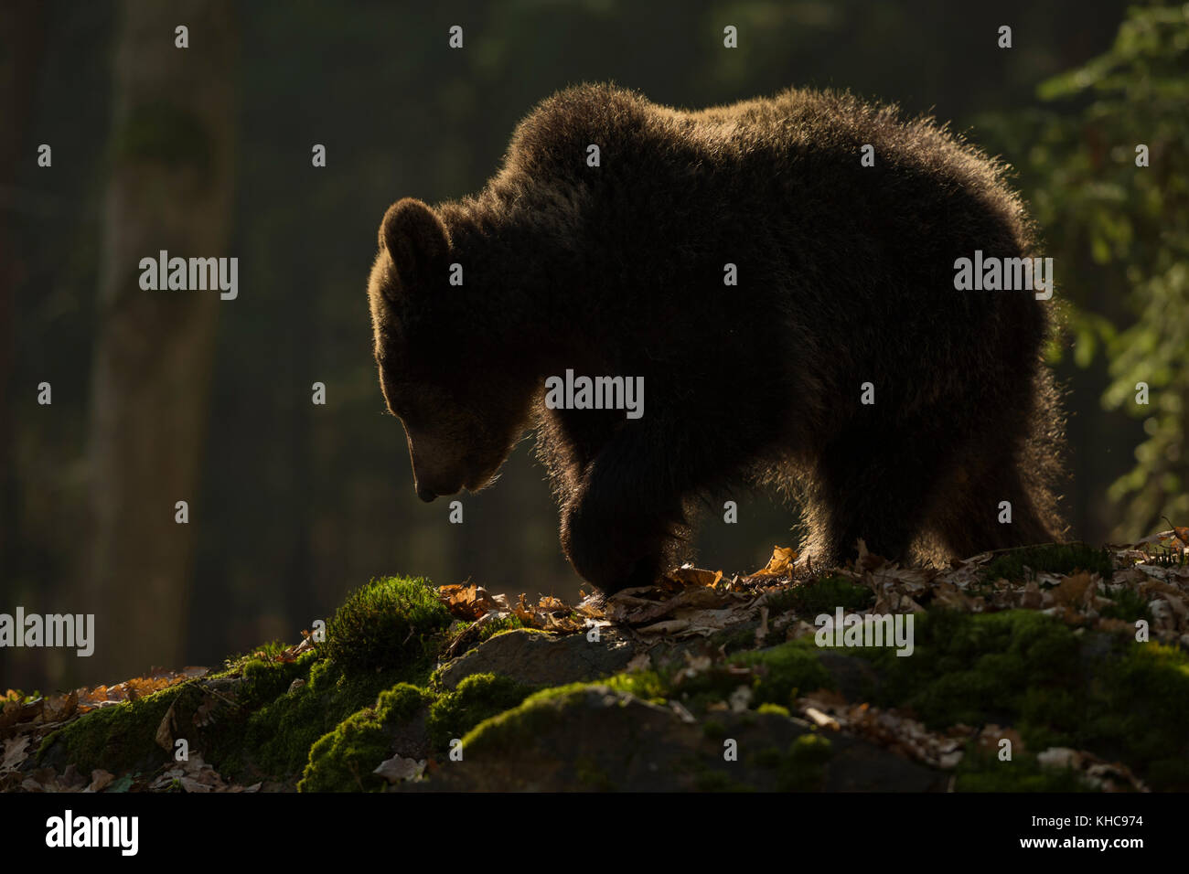 Unione orso bruno / Braunbaer ( Ursus arctos ), giovani cub, camminando su rocce in una radura in una foresta boreale, in prima mattinata calda luce, l'Europa. Foto Stock