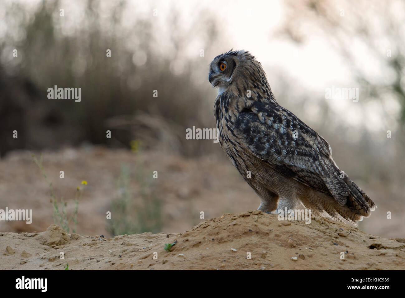 Gufo reale / europaeischer uhu ( Bubo bubo ), giovani bird, arroccato su di una piccola collina, al tramonto, luce morbida, in ambiente naturale, wildife, europa Foto Stock