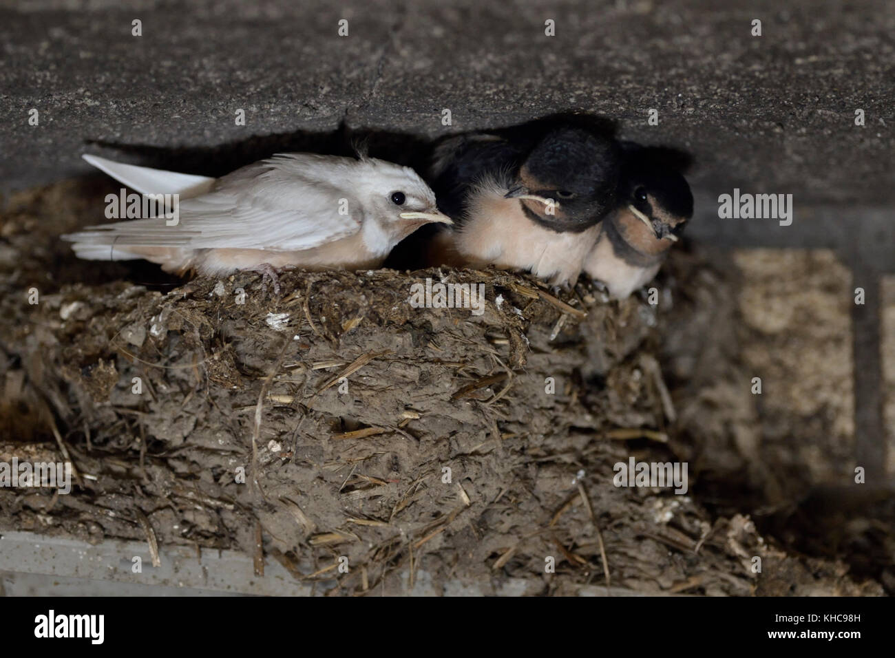 Fienile Swallow / Swallows ( Hirundo rustica ), pulcini in nido, quasi volged, uno con una rara mutazione genica, piumaggio bianco, leucista, leucismo, Europa. Foto Stock