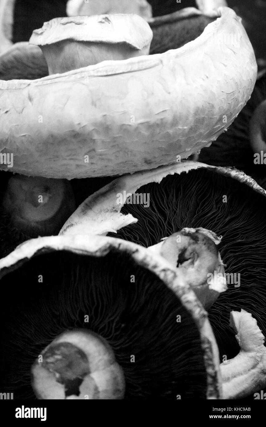 Funghi piani realizzata in bianco e nero Foto Stock