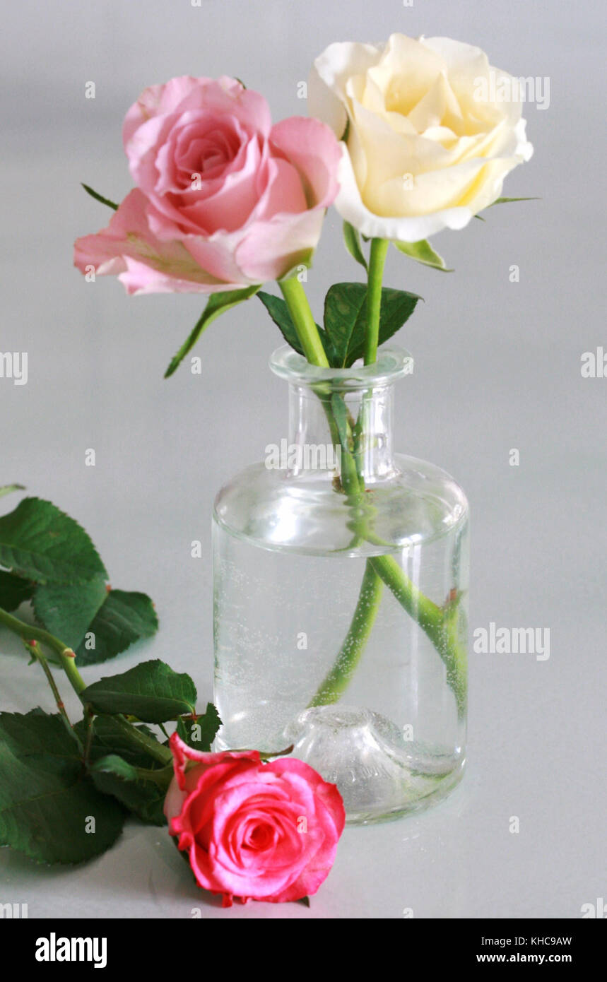 Delicate Rose in un vaso a sfondo neutro Foto Stock