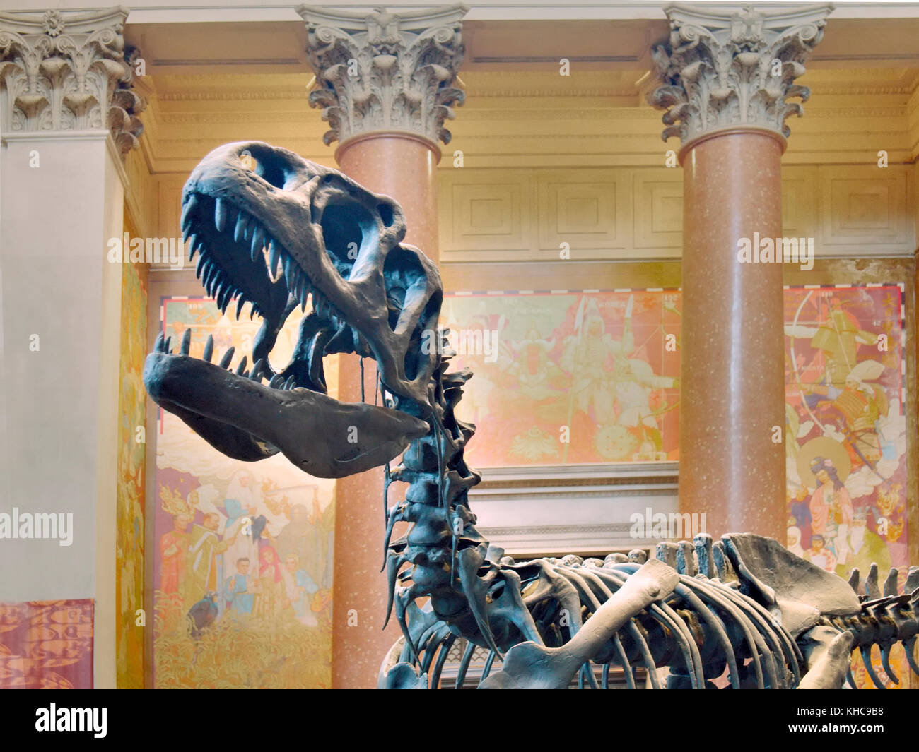 L'iconico scheletro del Tyrannosaurus rex si erge in una posizione di caccia dinamica all'interno della sala dei dinosauri Saurischian presso il Museo di storia naturale. Foto Stock
