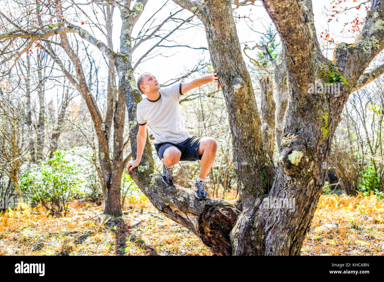 Montare giovane uomo atletico di arrampicarsi su un albero in autunno escursione in pantaloncini corti cercando in foresta Foto Stock