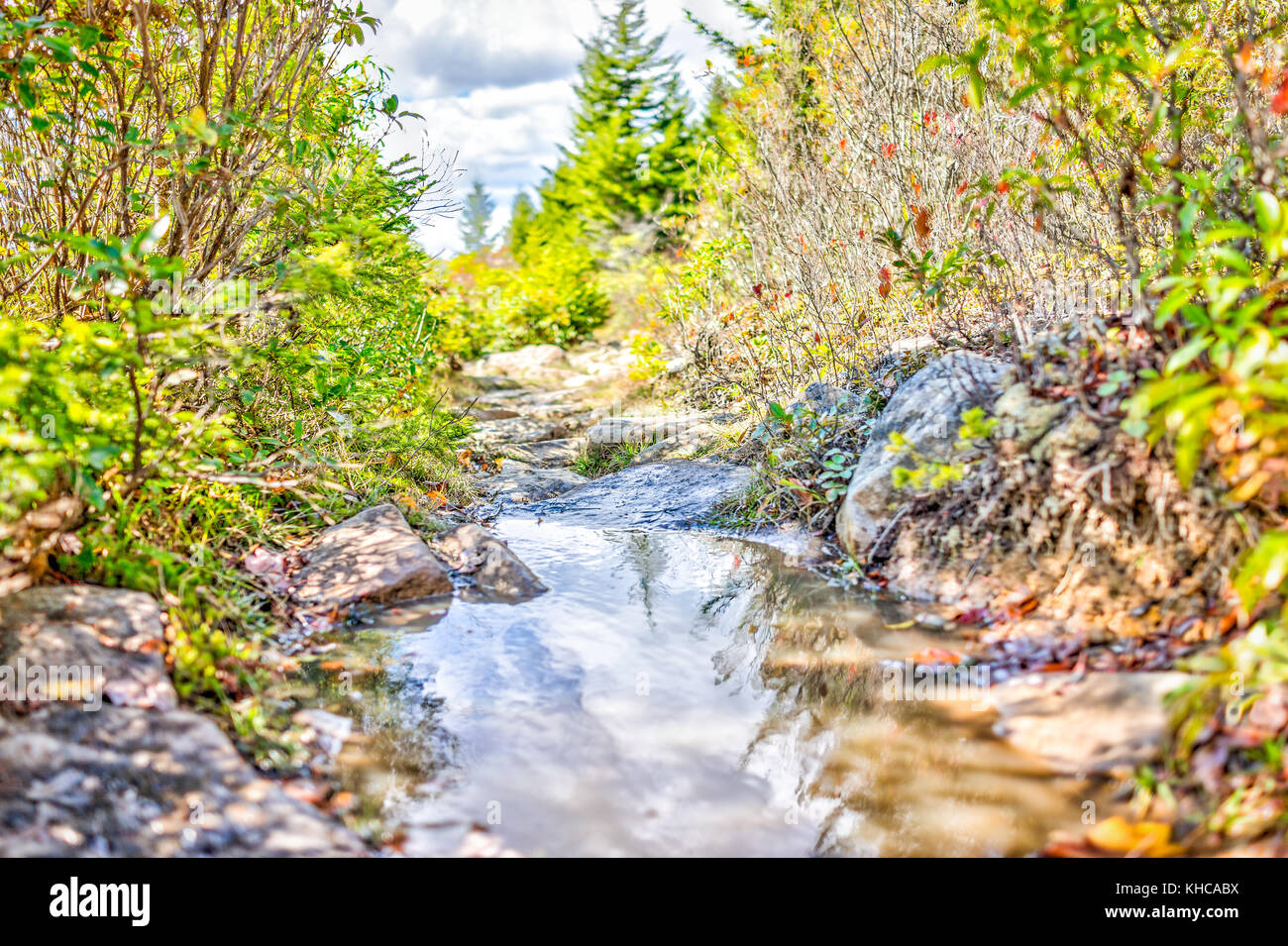 Grande pozza sul 'Boggy area della torbiera sentiero escursionistico in Dolly zolle, West Virginia tra cespugli e calma riflessione closeup con sassi o pietre Foto Stock