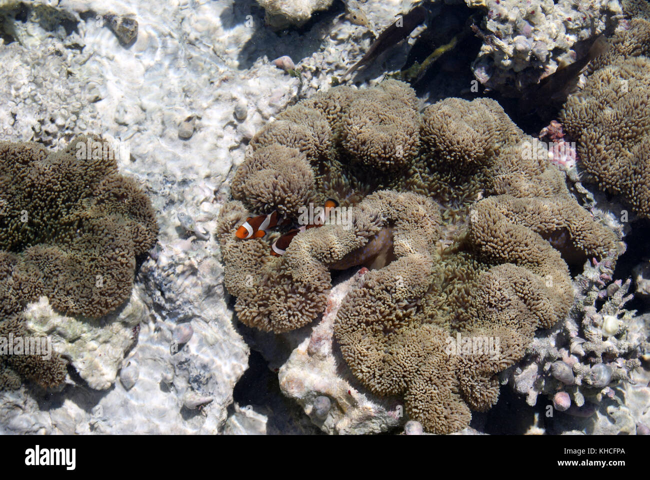 Clownfish custodendo il suo territorio Foto Stock