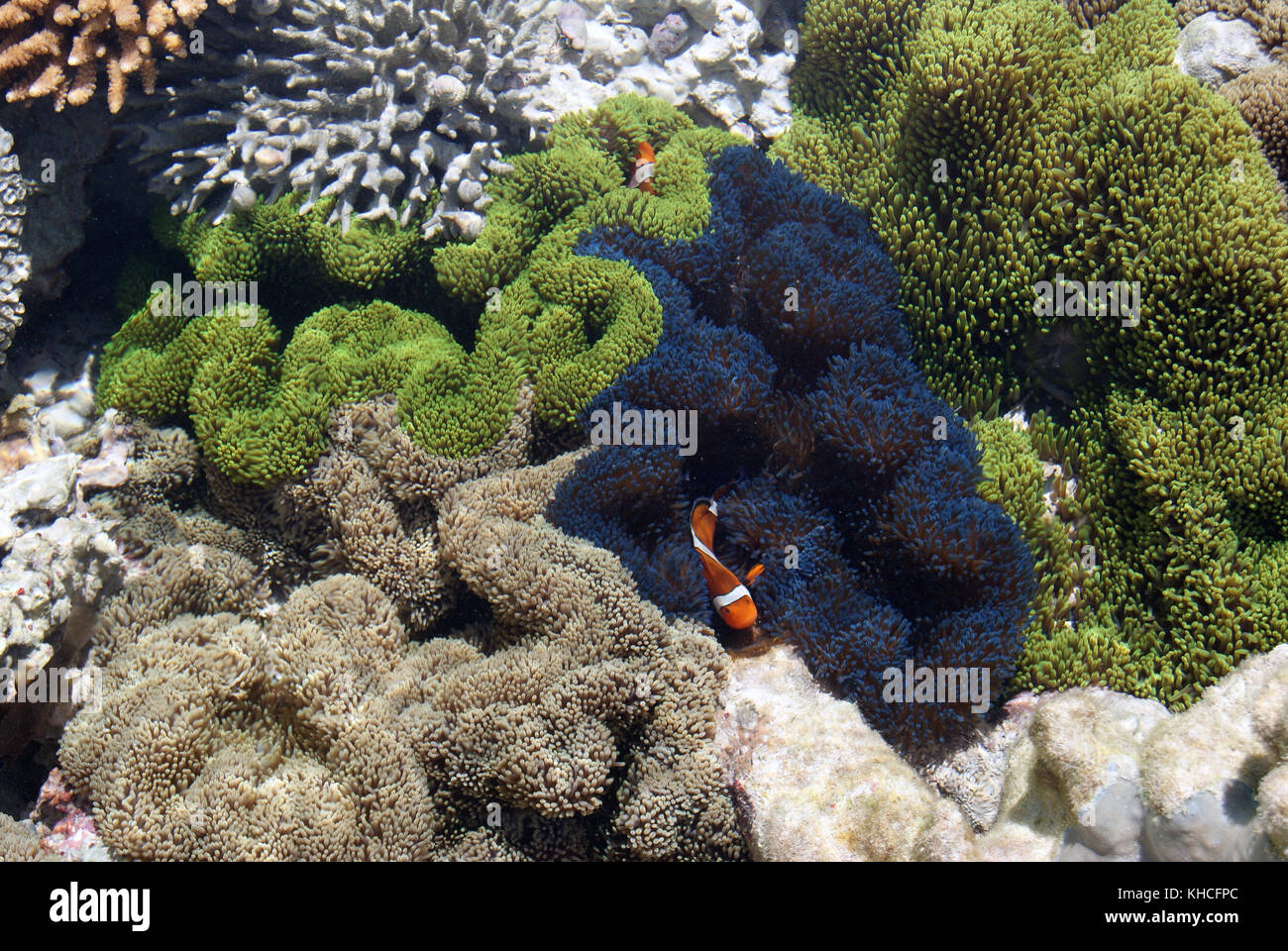 Clownfish custodendo il suo territorio Foto Stock