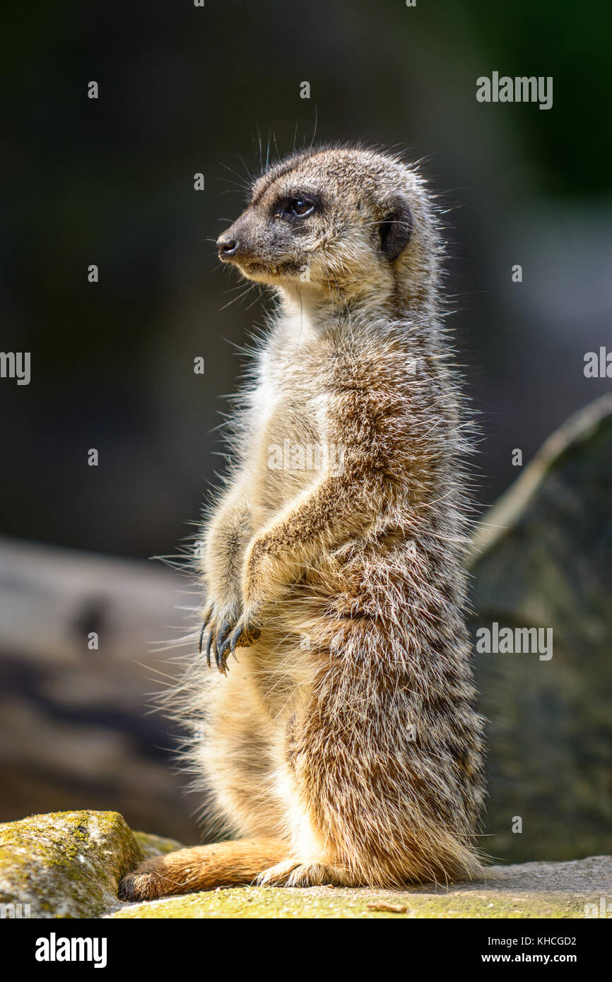 Bella seduta meerkat (Suricata suricatta) guardando intorno Foto Stock